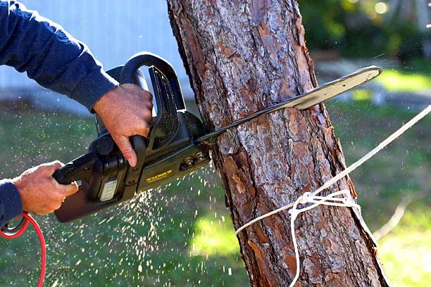 Pinewood, FL Tree Removal Services Company