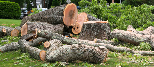 How Our Tree Care Process Works  in  Pinewood, FL