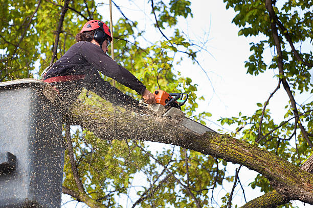 Leaf Removal in Pinewood, FL